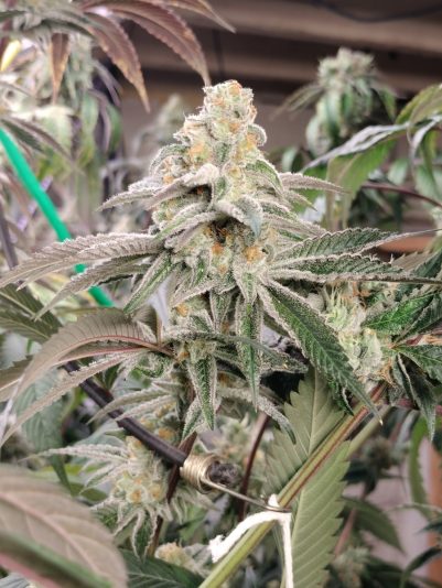 8bd5c824-4797-47bf-9787-a4f67691a72b