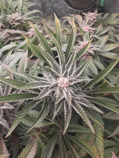 1b4356fd-7897-42ba-8c78-bd704f77221f-1_all_23