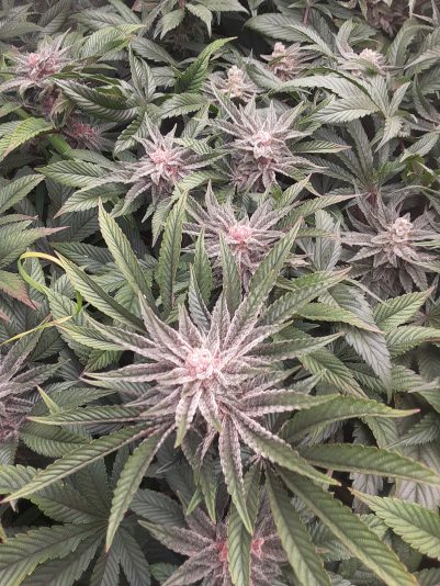 1b4356fd-7897-42ba-8c78-bd704f77221f-1_all_39