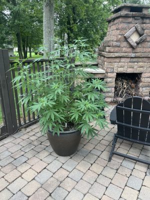 GetAttachmentThumbnail