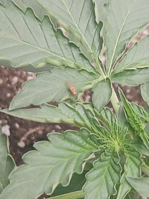 cd022abb-c706-42cf-a9e9-230edb5f6ec9