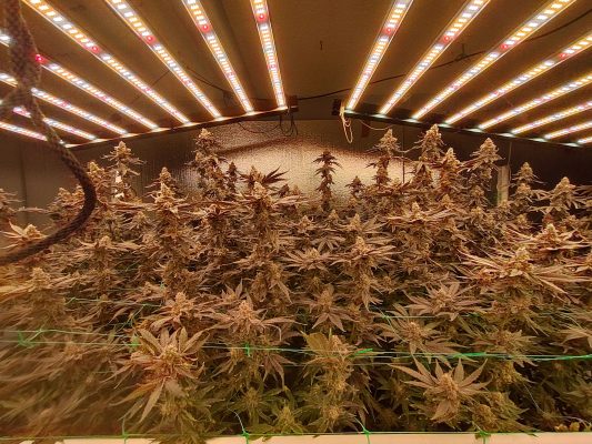 CANOPYAFMACAGVGG4CHILLZ