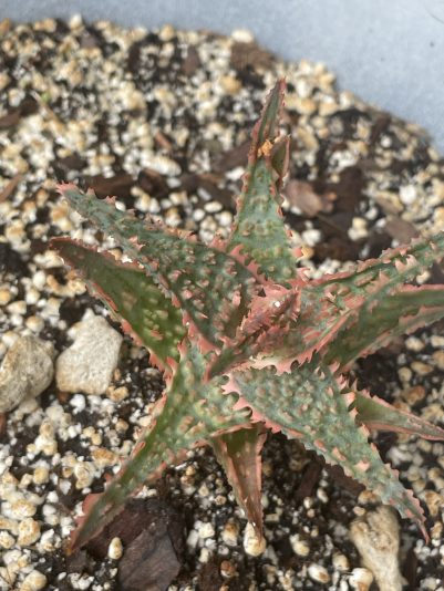 7145710B-E775-4DBC-9DD2-310D170B5A3F