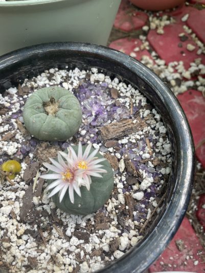 98C1100B-A783-42CC-8060-AA134190C55F