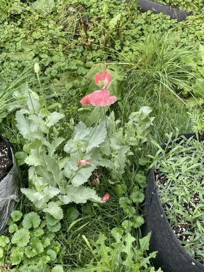 95563EFD-A255-4918-B39C-774290A5F4DE