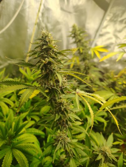 7f7026e8-3daa-4dbc-9766-ca4854c4b5fc