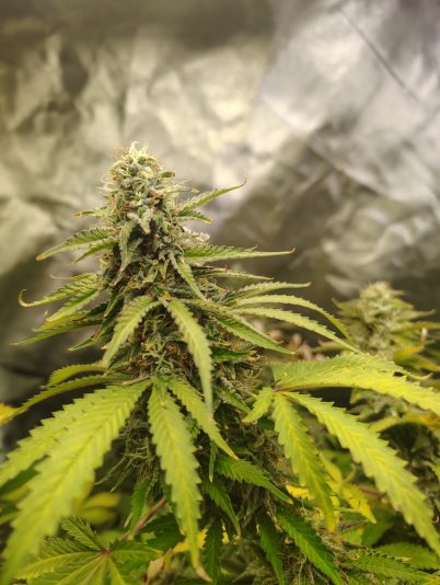 a899dfe9-a452-4351-b892-0f92b07abecf