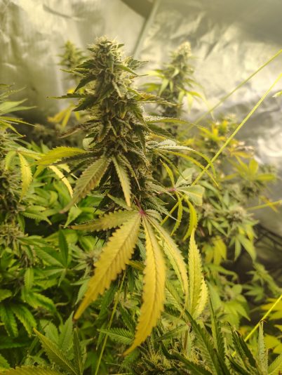 a8904f23-7285-4fa3-8c69-97fee73cfd4c