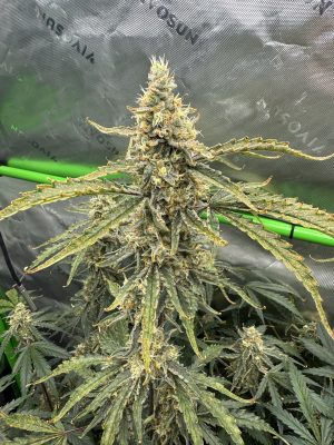 2E30E66C-ADC3-4571-A067-2A8C937097AC