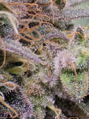 d35d7ccf-0757-4bf3-9071-4baad022e282