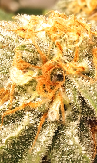 Screenshot_20250716-150108