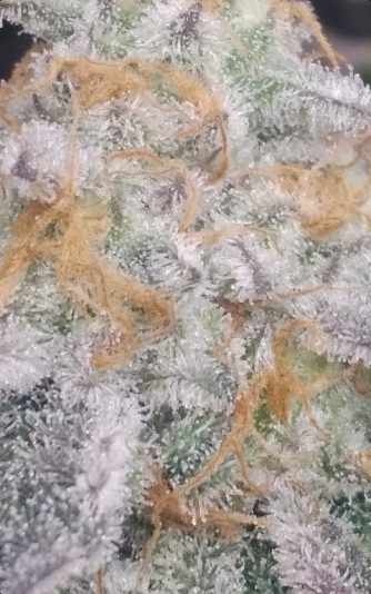 1945f76c74e59-86b318BA5E69E7B4E35.7054E0F93D514D6E_message_442235396604853_1727482017987