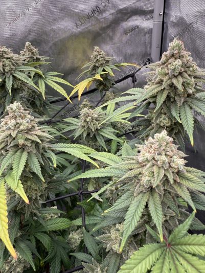 C46033DF-40F1-4F24-A6F2-087FBA5353B0