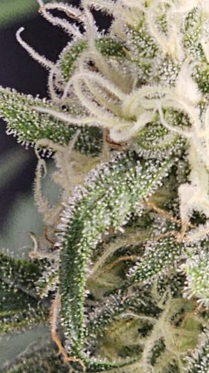 1cc88b5e-7801-45ea-ace0-42085f528a63