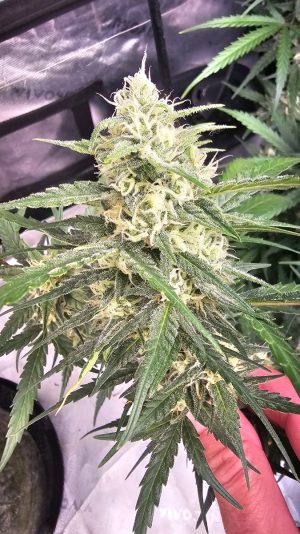 67c6ec4a-17ec-4f31-bad7-62c5ca02dbdd