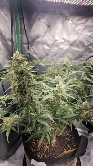 74ab787d-1cbf-4c61-913e-973e3557d688