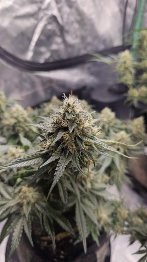 f01e83f3-9e22-40ea-bce9-bfa90ca334ed