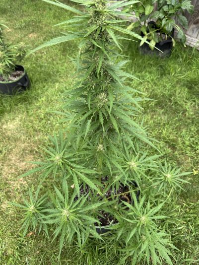 A2605C46-F7B5-49D6-AFEA-12FF7713AD47