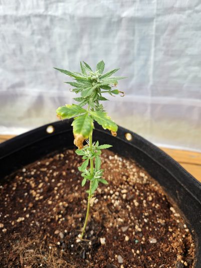 20250730_161202_resized