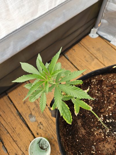 20250730_161239_resized