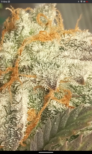 Screenshot_20250730-191308