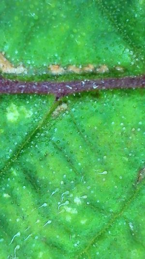 2025-08-07-21-42-26-921