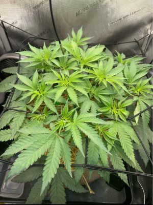 8D74845F-CAB7-4225-95FA-155257CF667B