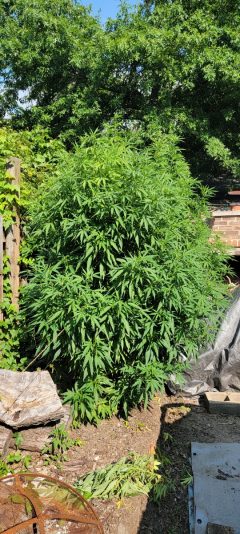 258dc592-9c6f-4096-a83d-c525e2618ada