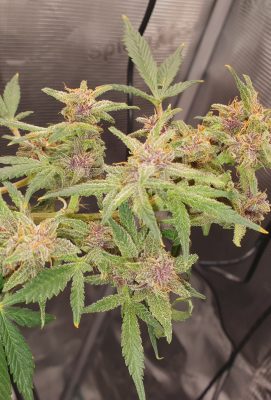 20250815_223500_resized