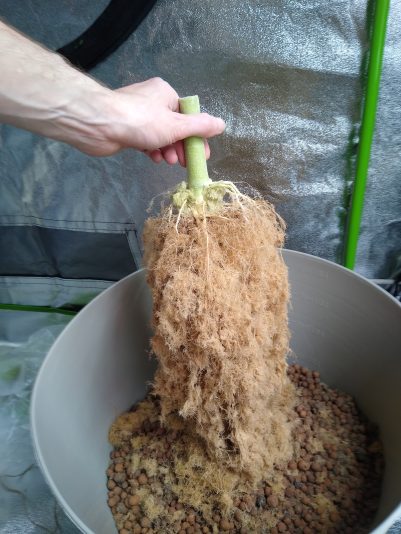 IMG_20250816_194411465