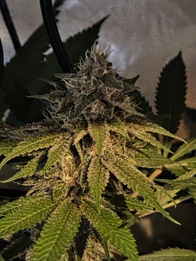 71ddc777-3347-42b5-a98e-ec95a31a2b33