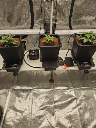 Granite Haze f6 Aug 29 2025