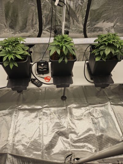 Granite Haze f6 Sep 5 2025