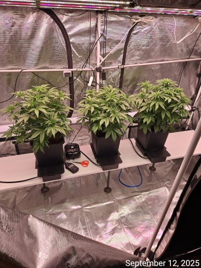 Granite Haze f6 Sep 12 2025