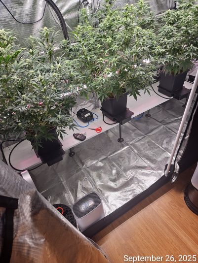 Granite Haze f6 Sep 26 2025