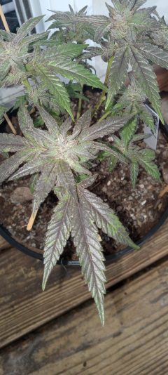 17604591319492945063896510615977