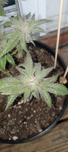 17604592037963417189698710918201