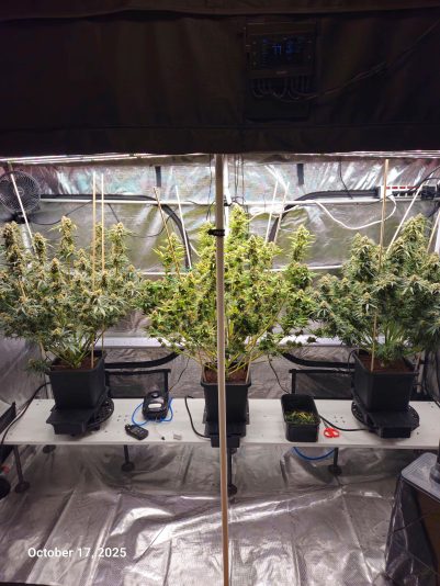 Granite Haze f6 Oct 17 2025 1