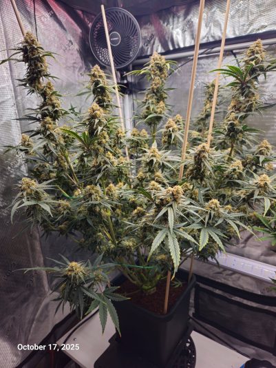 Granite Haze f6 Oct 17 2025 2