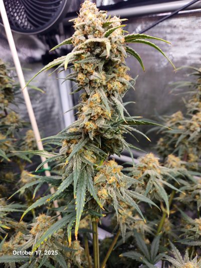 Granite Haze f6 Oct 17 2025 3