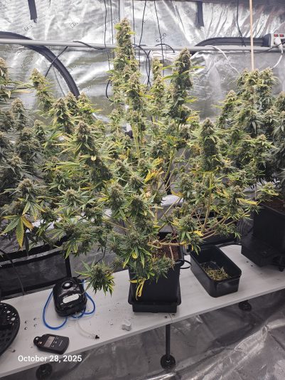 Granite Haze f6 Oct 28 2025 3