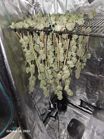 Granite Haze f6 Oct 28 2025 1