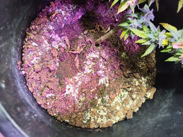 IMG_20251031_095743_1