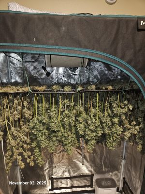 Granite Haze f6 Nov 3 2025 1