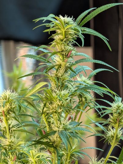 PXL_20251111_004611198