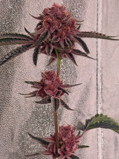 F3225FBB-88EC-4336-BD1E-E65523349CC2