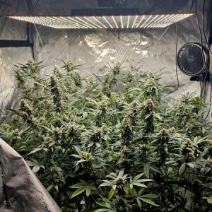 Profile photo of _903og