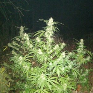 Profile photo of backwoods_mountain_grower