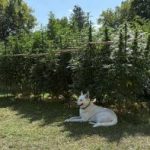 Profile photo of Erock420