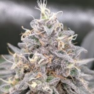 Profile photo of chocol8cheese